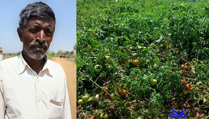 రైతులను ప్రభుత్వం ఆదుకోవాలి.. పెట్టుబడి కూడా రావడం లేదు..