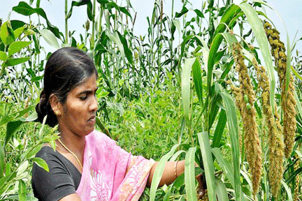 వడ్ల సంక్షోభ కారకులు పాలకులే