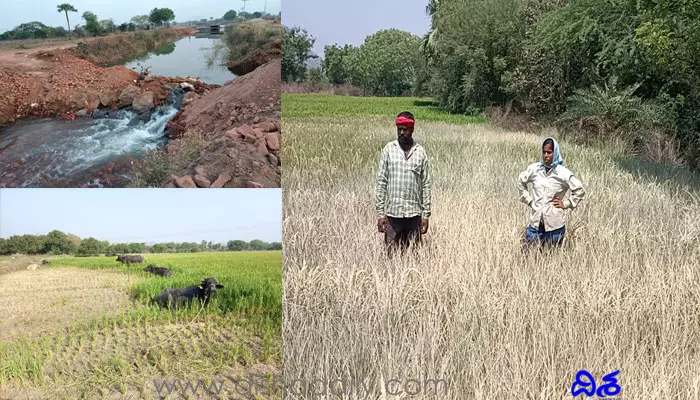 నీరందక.. పంట దక్కక.. అంగట్లో అన్నీ ఉన్నా అల్లుడి నోట్లో శని ల రైతుల పరిస్థితి