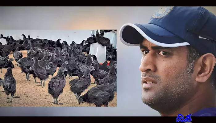 MS Dhoni: కోళ్ల వ్యాపారంలో ధోనీ.. ఫామ్ హౌస్‌కు చేరుకున్న ఆ జాతి కోళ్లు!!