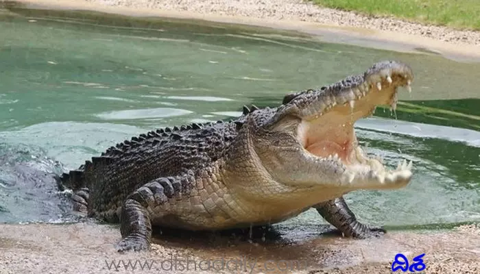 Crocodile : ఆరుగురు భార్యలు, పది వేల మంది పిల్లలు.. కొంచెం కొత్తగా ఈ మొసలి కథ..