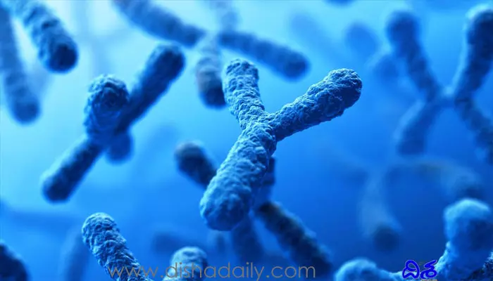 Y Chromosome: భూమిపై అంతరించిపోతున్న పురుషులు..   షాకింగ్ డిటైల్స్ రిలీజ్ చేసిన తాజా అధ్యయనం..