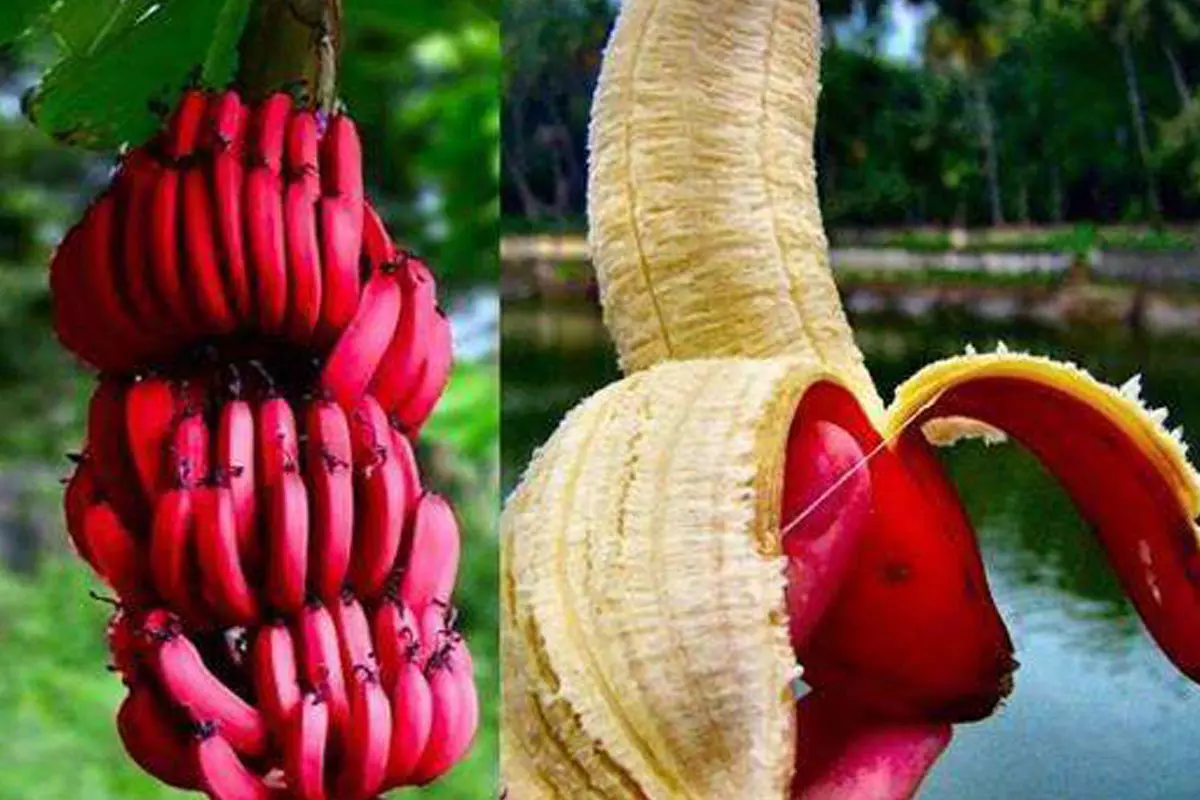 Red Banana Benefits