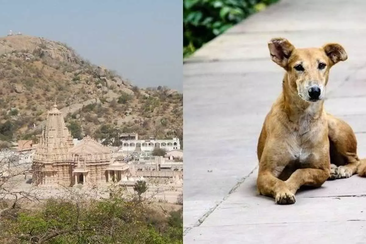 ఈ గ్రామంలో కుక్కలే కోటీశ్వరులు.. ఎలా సంపాదించాయంటే..