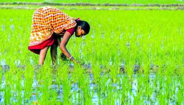 తెలంగాణలో వ్యవసాయ విప్లవం