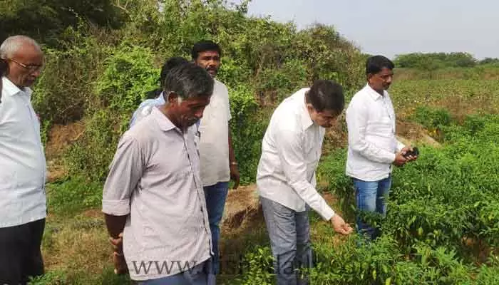 దిశ ఎఫెక్ట్: మిర్చితోటపై కథనంపై స్పందించిన ఎమ్మెల్యే