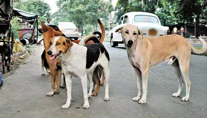 కుక్కలు మనిషి చావును ఎలా ముందే పసి గడుతాయి..?