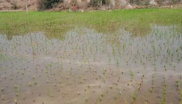 వన్య ప్రాణుల బెడద... అన్నదాతల వ్యధ