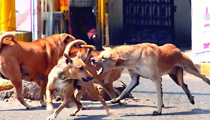 కుక్క మళ్ళీ కరిచింది