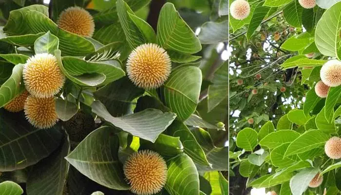 Kadamba Tree: ఈ వృక్షాన్ని పూజిస్తే పాపాలన్నీ తొలగిపోతాయట!