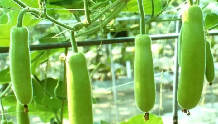 Bottle Gourd:వేసవి కూరగాయ సొరకాయ  తినడం వలన  మన శరీరానికి కలిగే  వల్ల ప్రయోజలేంటో తెలుసా?