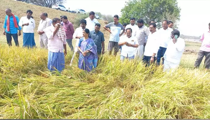 పంట నష్టాన్ని పరిశీలించిన జడ్పీ చైర్ పర్సన్..