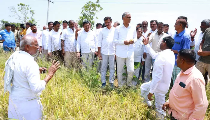 కడగండ్ల వాన మూలంగా రైతులకు తీవ్ర నష్టం : మంత్రి హరీష్ రావు.