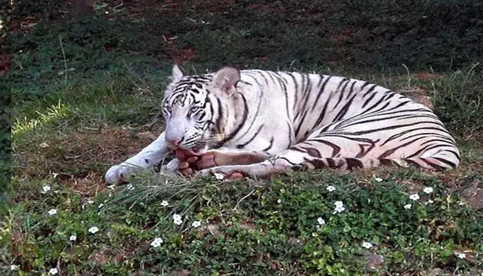 వైట్ టైగర్ కుమారి మృతి