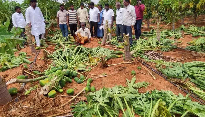 అకాల వర్షంతో దెబ్బతిన్న పంటలు.. ప్రభుత్వం ఆదుకోవాలని రైతుల విన్నపం