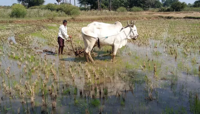 ఖరీఫ్ సాగుకు సన్నద్ధం..లక్ష ఎకరాల పైనే సాగు