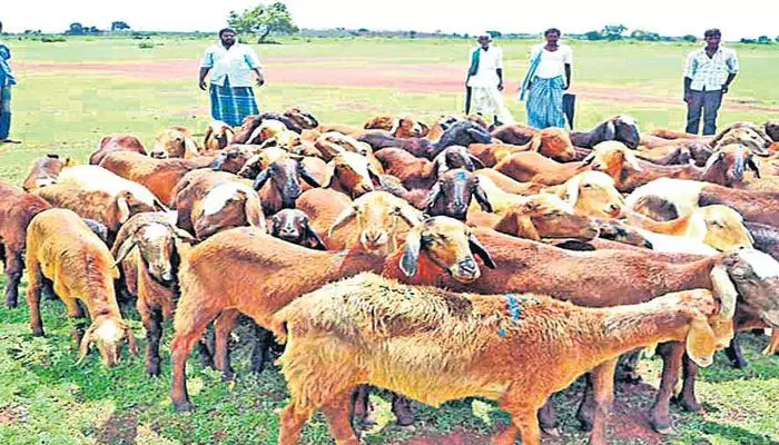 గొల్ల, కురుమలకు తెలంగాణ ప్రభుత్వం గుడ్ న్యూస్