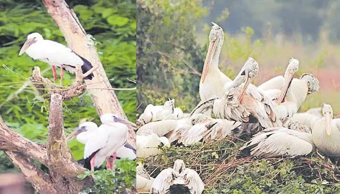 100కి పైగా సైబీరియన్ పక్షులు మృతి