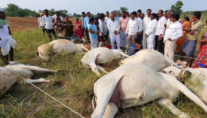 విద్యుత్ అధికారుల నిర్లక్ష్యానికి  ఆరు ఎద్దులు బలి..!