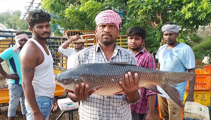 ఆంధ్ర గుత్తేదారుల కబంధ హస్థాల్లో వైరా మత్స్య సంపద..