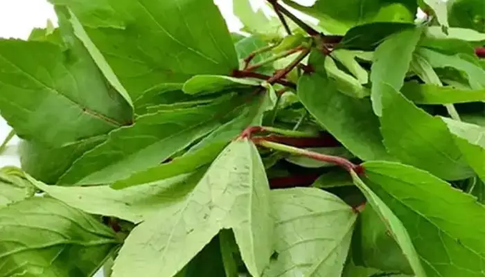 Gongura : గోంగూర తినడం వలన ఎన్ని ఆరోగ్య ప్రయోజనాలో తెలుసా?