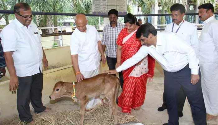 Tirumala: దేశంలోనే తొలిసారిగా సరోగసి ద్వారా దూడ జననం