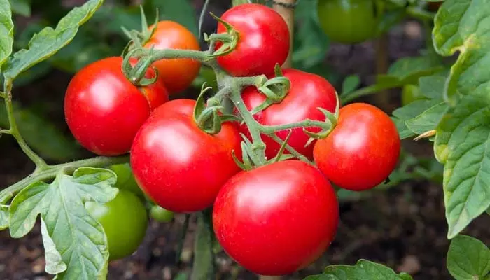 Tomatoes: హైబ్రిడ్ & లోకల్ టమాటాలు.. ఆరోగ్యానికి ఏవి మంచివి?