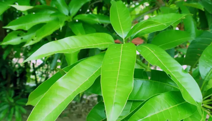 Mango Leaves :  మామిడి ఆకులతో ఎన్ని ఆరోగ్య ప్రయోజనాలున్నాయో తెలుసా?