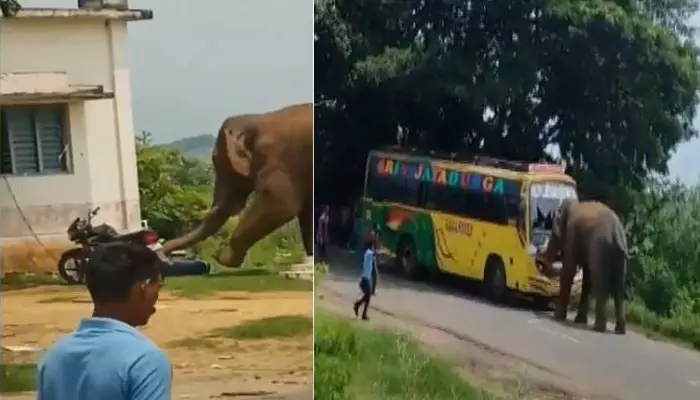 Elephant: రోడ్డుపై రెచ్చిపోయిన ఏనుగు.. దెబ్బతో బస్సు అద్దాలు ధ్వంసం