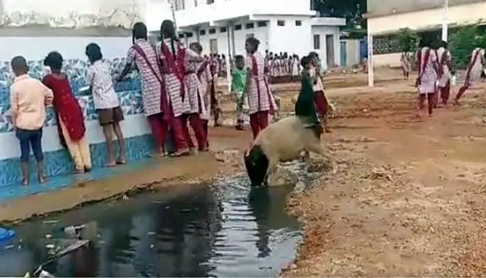 తెలంగాణ ప్రభుత్వ స్కూల్లో పందులు.. ఇదేనా డెవలప్మెంట్ అంటూ నెటిజన్ల ఫైర్