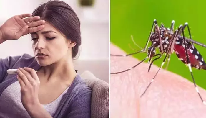 Dengue Home Remedy: డెంగ్యూ నుండి త్వరగా కోలుకోవాలంటే.. ఈ డ్రింక్స్‌ తీసుకుంటే చాలు