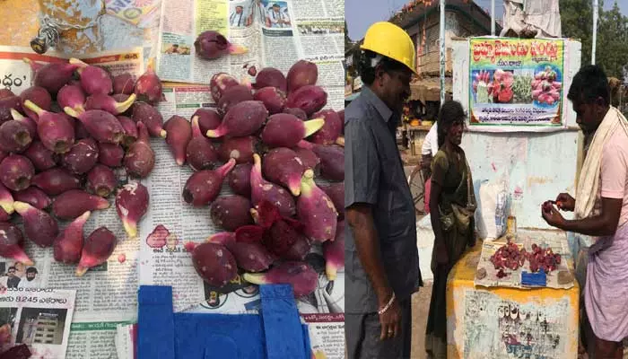 peruvian Apple cactus: దానికోసమే బ్రహ్మజముడు పండ్లు ఎంచుకున్నా..