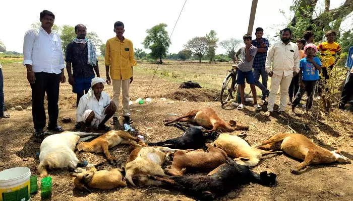 విషపు నీళ్లు తాగి గొర్రెలు మృతి