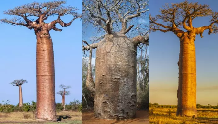 Baobab Trees : కనువిందు చేస్తున్న వింత వృక్షాలు.. వేర్లు గాలిలో.. కాండం భూమిలో.. ఎందుకిలా? (వీడియో)