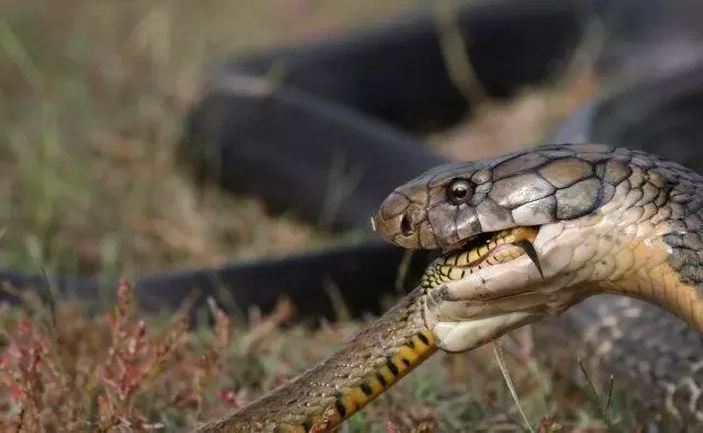 KING COBRA: పాములు ఒకదానినొకటి ఎందుకు తింటాయి?