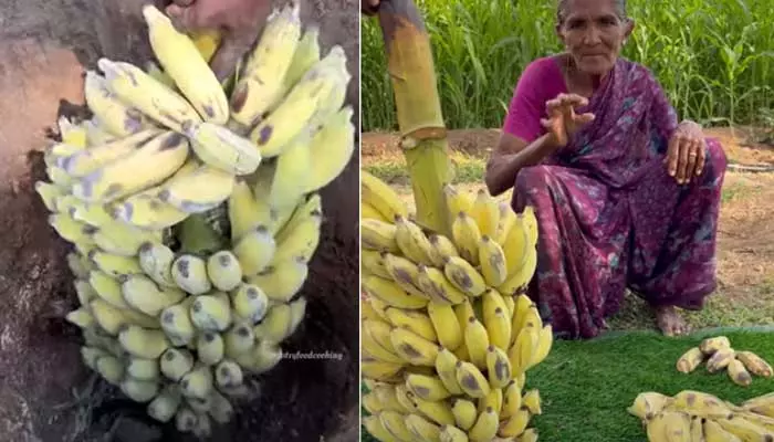 70 ఏళ్ల భామ అద్భుతం.. క్షణాల్లో అరటి గెలలు మాగ పెట్టేసింది(వీడియో)