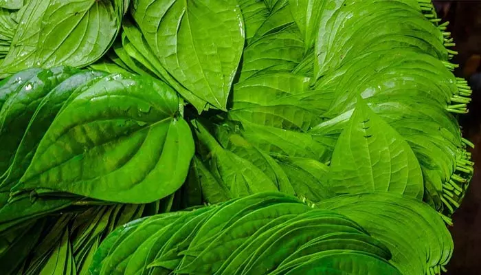 Betel Leaf: రోజూ పరగడుపున ఈ ఆకు తిన్నారంటే ఆ సమస్యలకు చెక్ పెట్టొచ్చు..