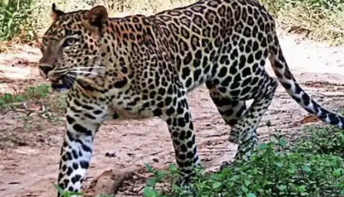 Leopard Roaming in Tirupati: తిరుపతిలో మరోసారి చిరుత కలకలం..