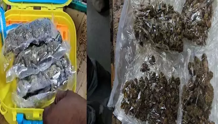 Drugs in Students Lunch Box: విద్యార్ధుల లంచ్ బాక్స్‌లో డ్రగ్స్ కలకలం..