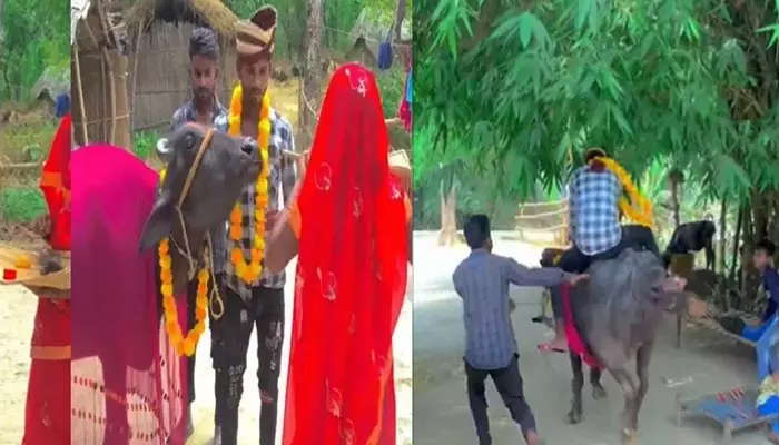 Viral : లగ్గమైతలేదని బర్రెను పెండ్లి చేసుకున్న యువకుడు.. చివరికి ఏం జరిగిందంటే..