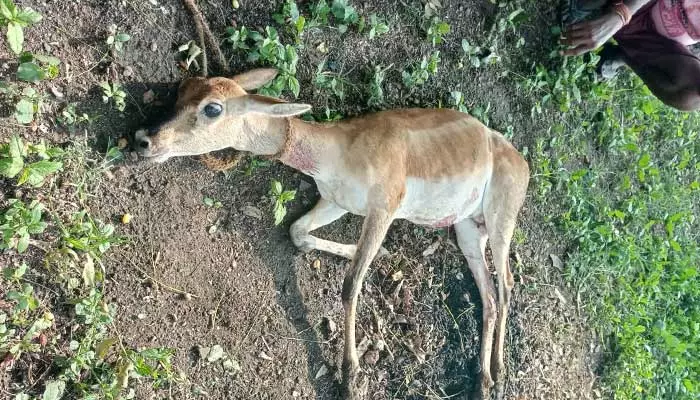 కుక్కల దాడిలో కృష్ణ జింక మృతి...