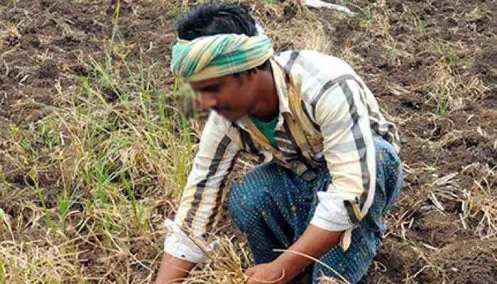 కృష్ణా డెల్టా రైతులకు బిగ్ షాక్... వచ్చే నెల వరకూ సాగునీరు లేనట్టే...!