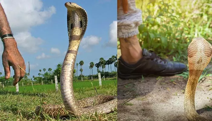 Snake bite : పాము మనిషి శరీరంలోని ఆ భాగంపైనే ఎందుకని ఎక్కువగా కాటు వేస్తుంది?