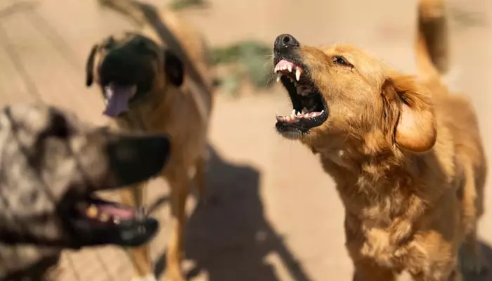 Stray Dogs: వీధి కుక్కలను ఏం చేద్దాం..? హైకోర్టు ఆగ్రహంతో పురపాలక శాఖలో కదలిక