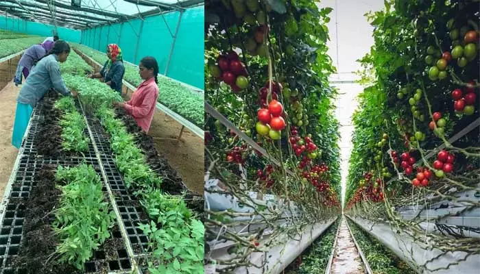 Horticultural Crops: ఉద్యానవన పంటలపై ప్రభుత్వం ఫోకస్.. రంగారెడ్డి జిల్లాలో 4 వేల ఎకరాల్లో సాగు