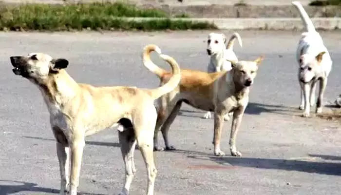 dogs attack : ఒకే గంటలో ఐదుగురిని కరిసిన కుక్కలు