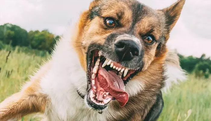 Dog attacks: కుక్కలతో బెంబేలు.. మాంసపు వ్యర్థాలకు అలవాటై స్వైర విహారం