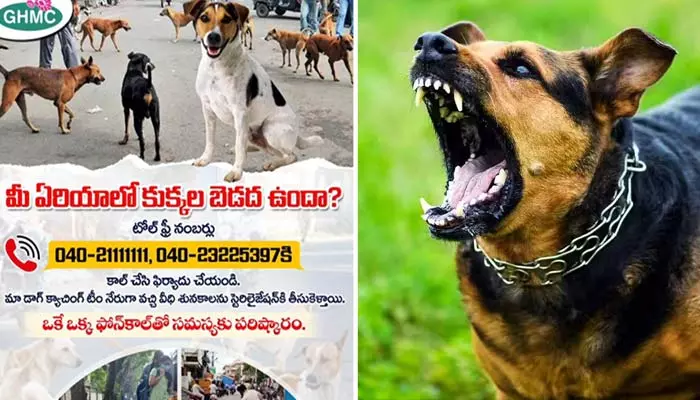 Street Dogs: మీ ఏరియాలో కుక్కలు దాడి చేస్తున్నాయా.. అయితే, ఆలస్యం చేయకుండా ఈ నంబర్ కు ఫోన్ చేయండి