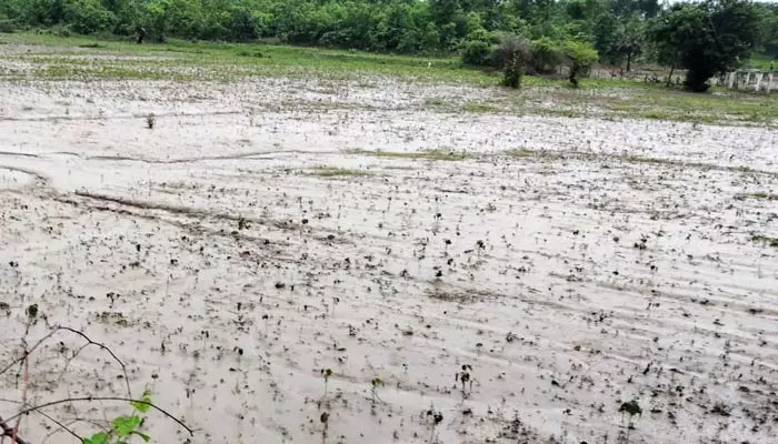 backwater : ప్రాణహిత బ్యాక్ వాటర్ తో మునిగిన పత్తి పంటలు