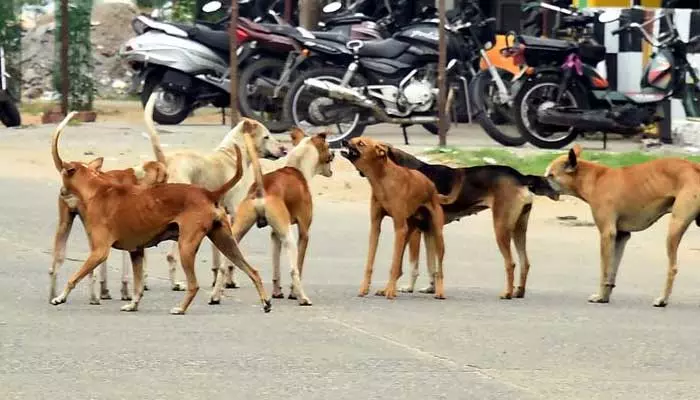 కుక్కలకు ఫుడ్ పెట్టాలంటే రిజిస్ట్రేషన్ తప్పనిసరి : జిహెచ్ఎంసి